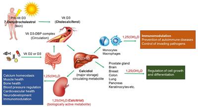 A comparative absorption study of sucrosomial® orodispersible vitamin D3 supplementation vs. a reference chewable tablet and soft gel capsule vitamin D3 in improving circulatory 25(OH)D levels in healthy adults with vitamin D deficiency—Results from a prospective randomized clinical trial
